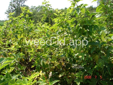 blackberry, common